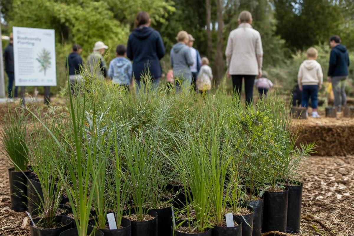 Community biodiversity planting workshop with native seedlings in the foreground